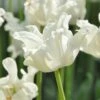 Tulip 'White Liberstar'