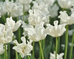 Tulip 'White Liberstar' -Plants And Flowers Shop tulip white liberstar 8