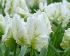 Tulip 'White Parrot' -Plants And Flowers Shop tulip white parrot 3