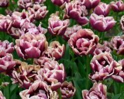 Tulip 'Wyndham' -Plants And Flowers Shop tulip wyndham 2
