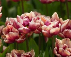 Tulip 'Wyndham' -Plants And Flowers Shop tulip wyndham 4