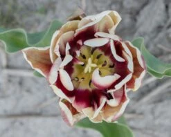 Tulip 'Wyndham' -Plants And Flowers Shop tulip wyndham 6