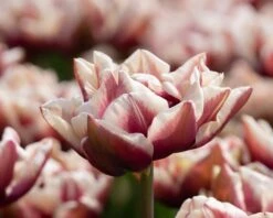 Tulip 'Wyndham' -Plants And Flowers Shop tulip wyndham 7