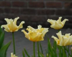 Tulip 'Yellow Crown' -Plants And Flowers Shop tulip yellow crown 3