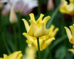 Tulip 'Yellow Crown' -Plants And Flowers Shop tulip yellow crown 5