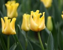 Tulip 'Yellow Crown' -Plants And Flowers Shop tulip yellow crown 6