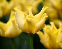 Tulip 'Yellow Crown' -Plants And Flowers Shop tulip yellow crown 6 a0d485f8 7073 4266 8b3c f6ade9560ae4