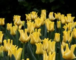 Tulip 'Yellow Crown' -Plants And Flowers Shop tulip yellow crown 7