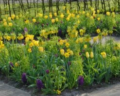 Tulip 'Yellow Emperor' -Plants And Flowers Shop tulip yellow purissima 1