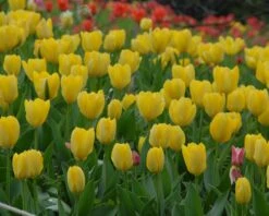 Tulip 'Yellow Emperor' -Plants And Flowers Shop tulip yellow purissima 2