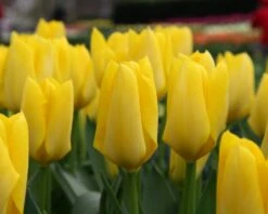 Tulip 'Yellow Emperor' -Plants And Flowers Shop tulip yellow purissima 3 59073d59 28f0 4ae9 86a7 d46e879ef5e7
