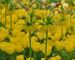 Tulip 'Yellow Emperor' -Plants And Flowers Shop tulip yellow purissima 5