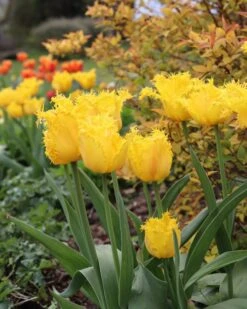 Tulip 'Yellow Valery' -Plants And Flowers Shop tulip yellow valery 00
