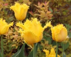 Tulip 'Yellow Valery' -Plants And Flowers Shop tulip yellow valery 01