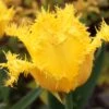 Tulip 'Yellow Valery'