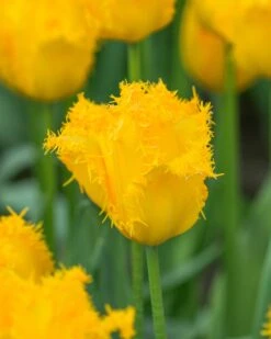 Tulip 'Yellow Valery' -Plants And Flowers Shop tulip yellow vallery 1