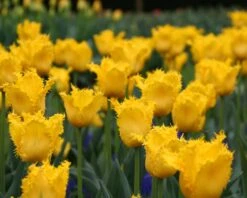 Tulip 'Yellow Valery' -Plants And Flowers Shop tulip yellow vallery 7