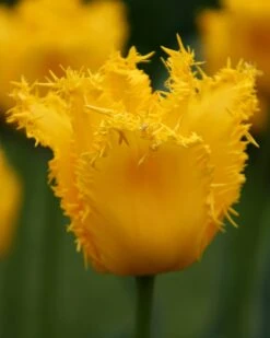 Tulip 'Yellow Valery' -Plants And Flowers Shop tulip yellow vallery 9