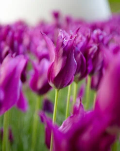 Tulip 'Yume No Murasaki' -Plants And Flowers Shop tulip yume no murasaki 2