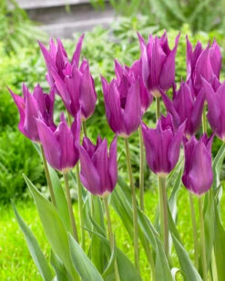 Tulip 'Yume No Murasaki' -Plants And Flowers Shop tulip yume no murasaki 3