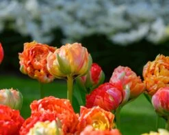 Tulip 'Gudoshnik Double' 15 Tulip 'Gudoshnik Double' -Plants And Flowers Shop tulipa gudoshnik double 1