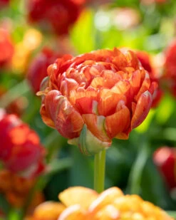 Tulip 'Gudoshnik Double' 19 Tulip 'Gudoshnik Double' -Plants And Flowers Shop tulipa gudoshnik double 10
