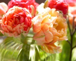 Tulip 'Gudoshnik Double' 18 Tulip 'Gudoshnik Double' -Plants And Flowers Shop tulipa gudoshnik double 11