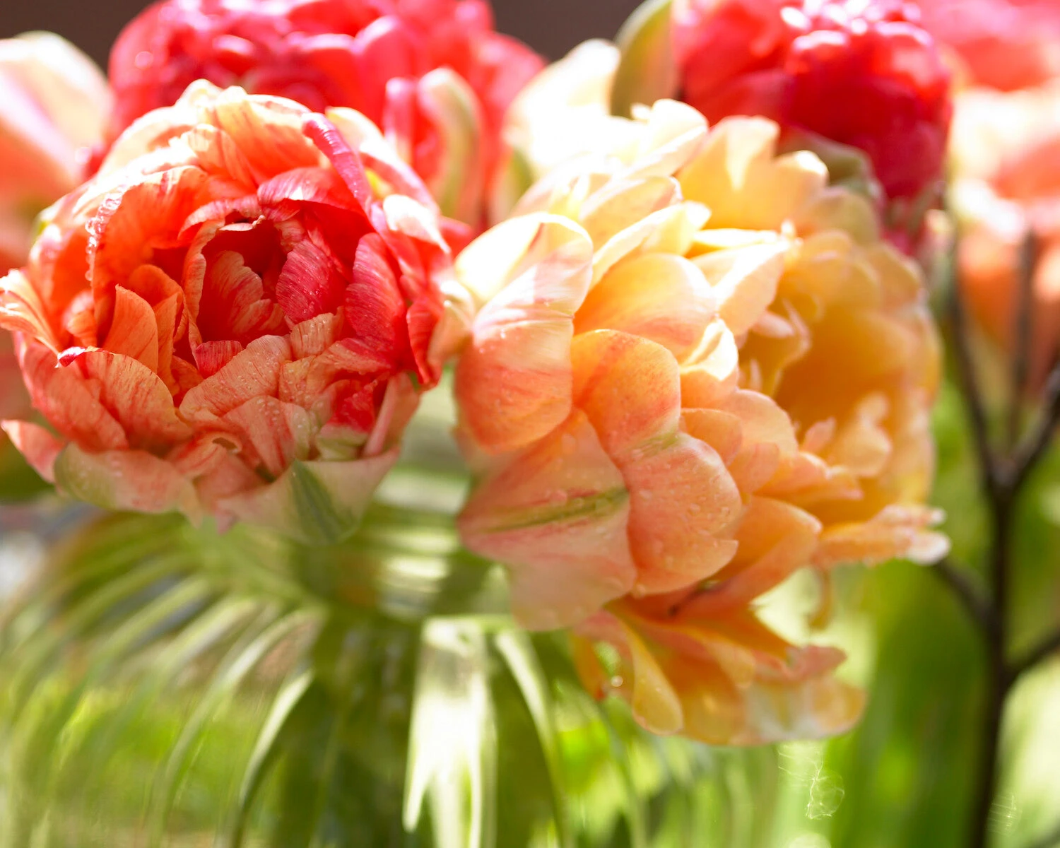 Tulip 'Gudoshnik Double' 6 Tulip 'Gudoshnik Double' - Image 6