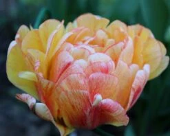 Tulip 'Gudoshnik Double' 25 Tulip 'Gudoshnik Double' -Plants And Flowers Shop tulipa gudoshnik double 13