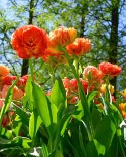 Tulip 'Gudoshnik Double' 21 Tulip 'Gudoshnik Double' -Plants And Flowers Shop tulipa gudoshnik double 2