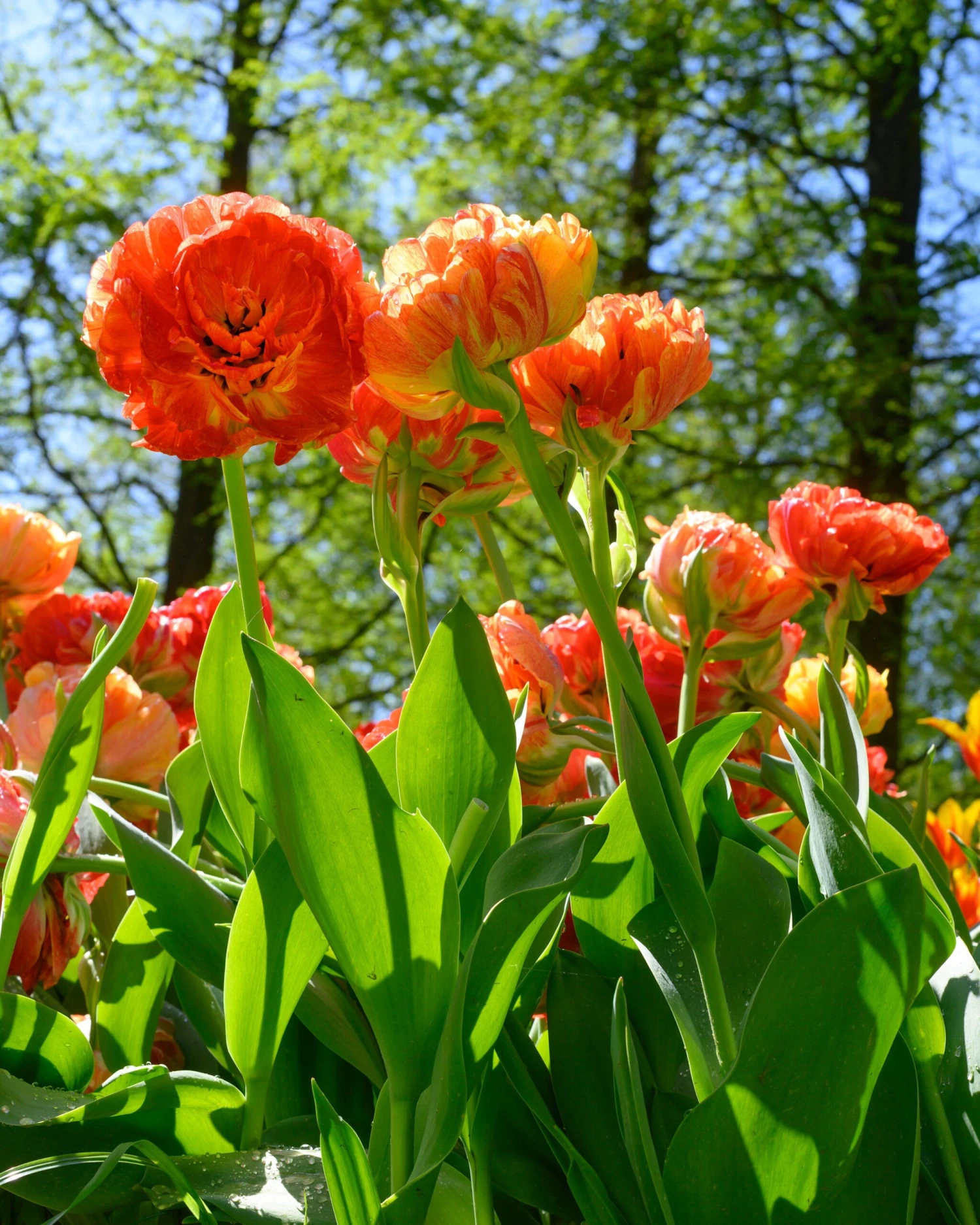 Tulip 'Gudoshnik Double' 9 Tulip 'Gudoshnik Double' - Image 9