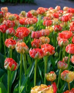 Tulip 'Gudoshnik Double' 23 Tulip 'Gudoshnik Double' -Plants And Flowers Shop tulipa gudoshnik double 4