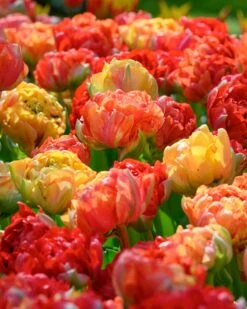 Tulip 'Gudoshnik Double' 20 Tulip 'Gudoshnik Double' -Plants And Flowers Shop tulipa gudoshnik double 5