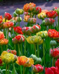 Tulip 'Gudoshnik Double' 16 Tulip 'Gudoshnik Double' -Plants And Flowers Shop tulipa gudoshnik double 7