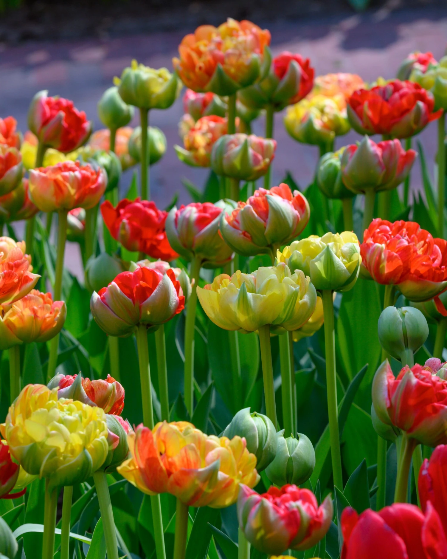 Tulip 'Gudoshnik Double' 4 Tulip 'Gudoshnik Double' - Image 4