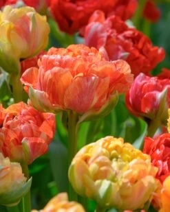 Tulip 'Gudoshnik Double'