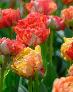 Tulip 'Gudoshnik Double' 17 Tulip 'Gudoshnik Double' -Plants And Flowers Shop tulipa gudoshnik double 9