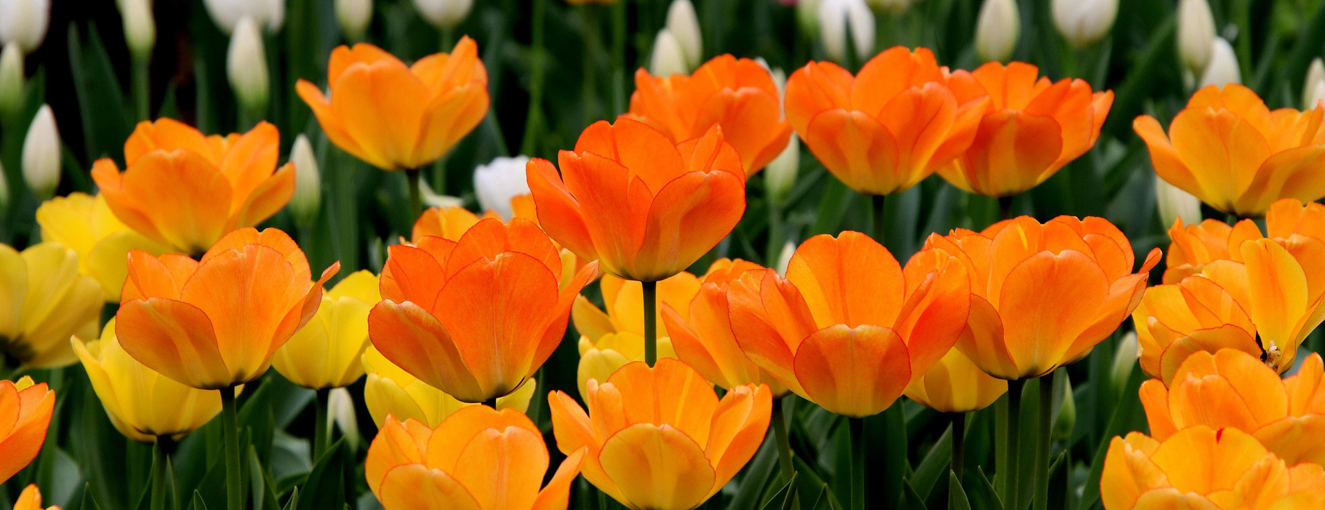 Plants And Flowers Shop -Plants And Flowers Shop tulips 7148773 1920