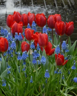 Tulip 'Couleur Cardinal' -Plants And Flowers Shop tullip couleur cardinal 1