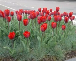 Tulip 'Couleur Cardinal' -Plants And Flowers Shop tullip couleur cardinal 2