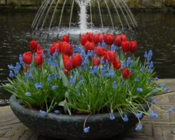 Tulip 'Couleur Cardinal' -Plants And Flowers Shop tullip couleur cardinal 3