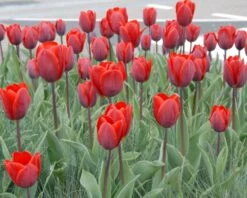 Tulip 'Couleur Cardinal' -Plants And Flowers Shop tullip couleur cardinal 5
