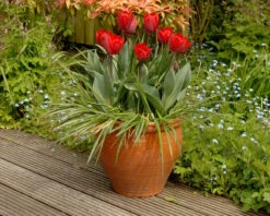 Tulip 'Couleur Cardinal' -Plants And Flowers Shop tullip couleur cardinal 7