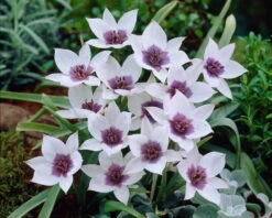 Tulip 'Coerulea Oculata Alba' -Plants And Flowers Shop tullip humilis coerulea oculata alba 3