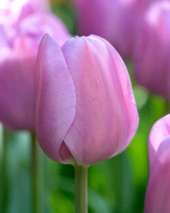Tulip 'Alibi' -Plants And Flowers Shop visi204282