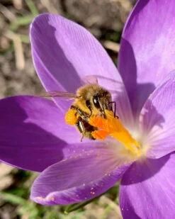 Crocus 'Yalta' -Plants And Flowers Shop yalta 5